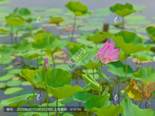 荷花