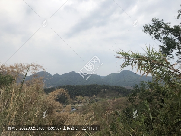田野