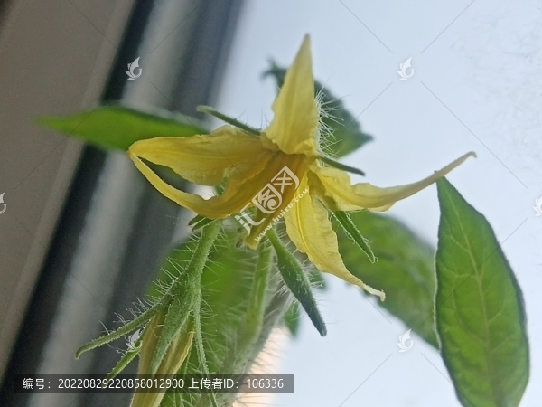 西紅柿花朵小番茄圣女果黃色
