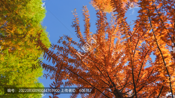 水杉紅樹林