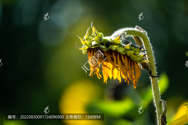 向日葵殘花
