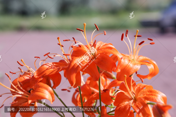 百合花