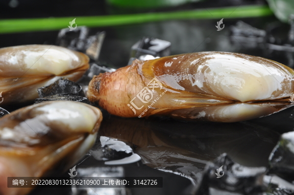 小象蚌