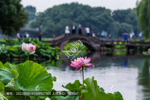 杭州曲院風(fēng)荷