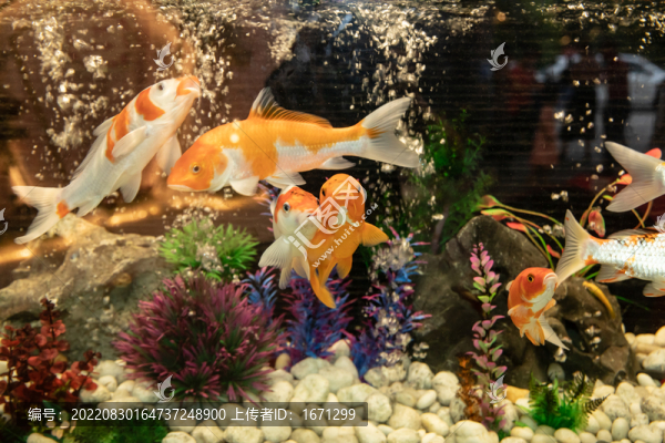 魚缸金魚