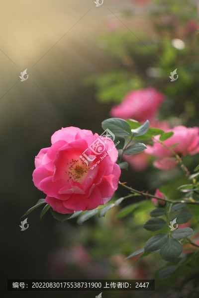 月季花開