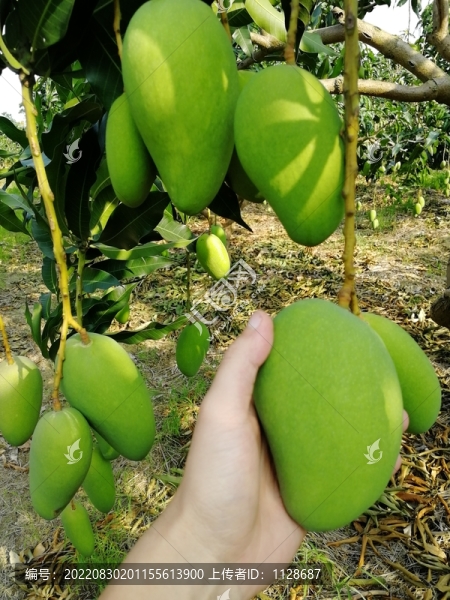 臺(tái)農(nóng)芒果園實(shí)拍滿樹果豐收