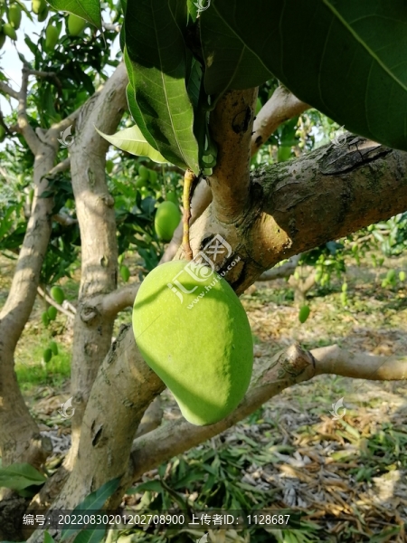 臺(tái)農(nóng)芒果園實(shí)拍滿樹果豐收