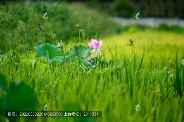 唯美稻田荷花開放