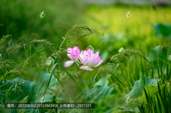 唯美稻田荷花開放