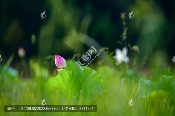 唯美稻田荷花開放