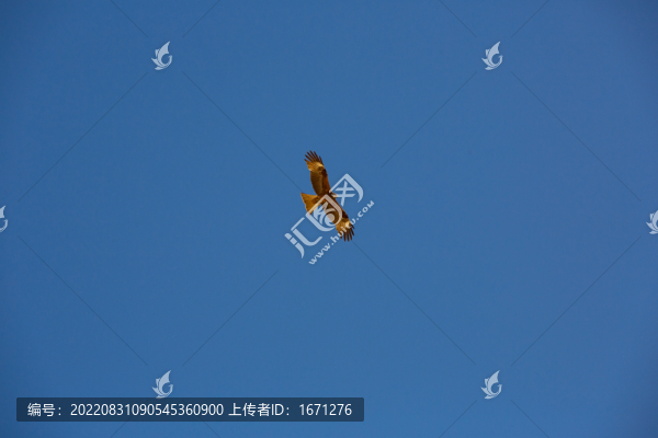 鷹