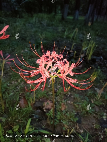 彼岸花