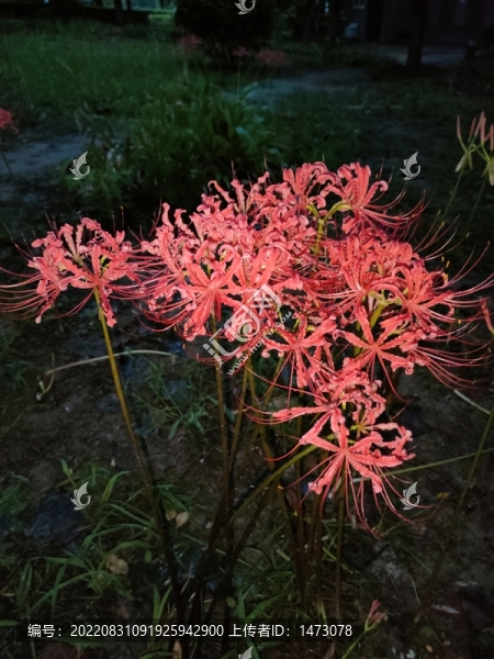 彼岸花