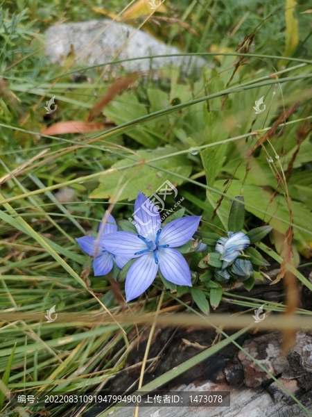 山花5