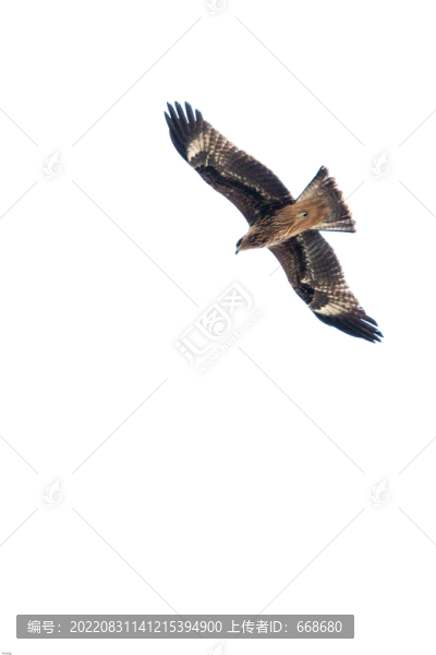 鷹擊長(zhǎng)空