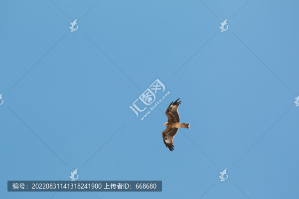 鷹擊長空