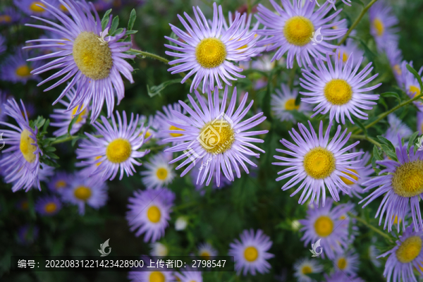 阿爾泰狗娃花燕雀草紫色菊花
