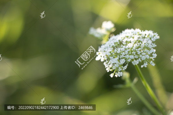 野胡蘿卜