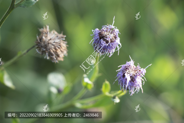 泥胡菜
