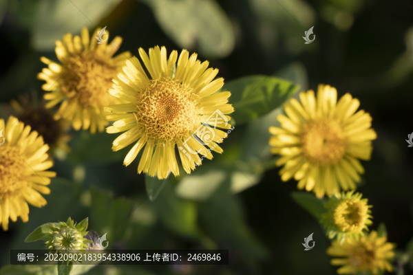 金佛花