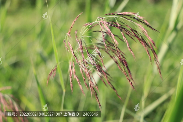蘆葦花