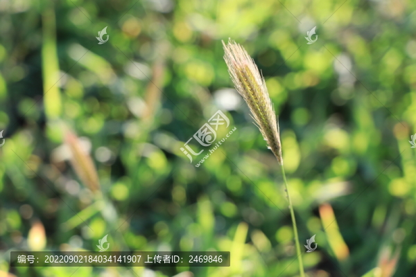 草