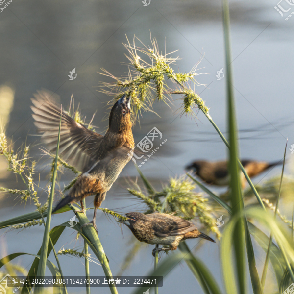 白腰文鳥