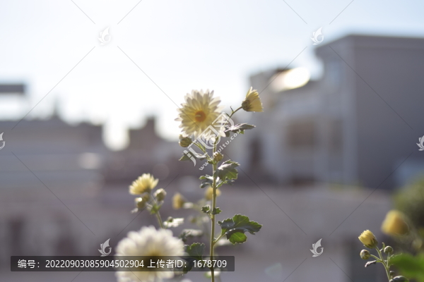 菊花