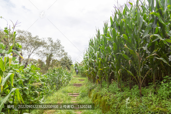 田地