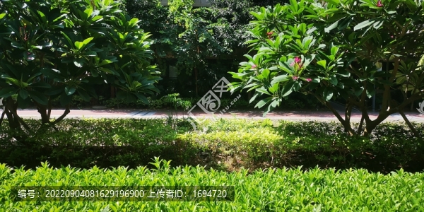 陽(yáng)光草坪