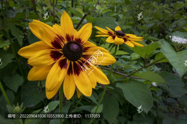 盛開的金光菊