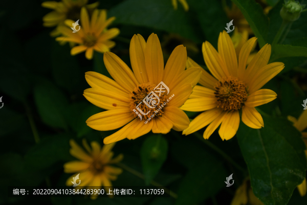 盛開的金光菊