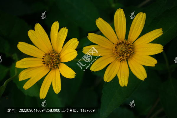 盛開的金光菊
