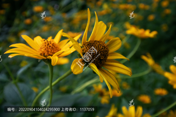 盛開的金光菊