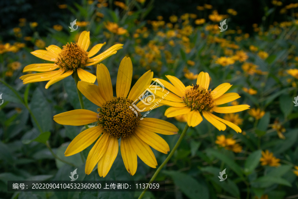 盛開的金光菊
