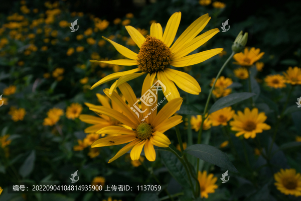 盛開(kāi)的金光菊
