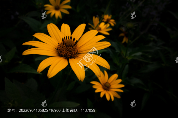 盛開的金光菊