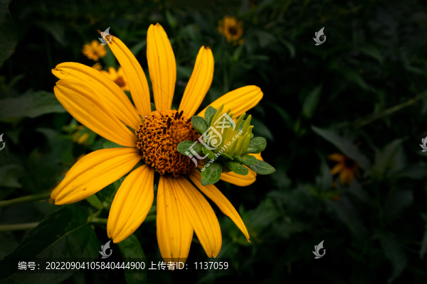 盛開的金光菊
