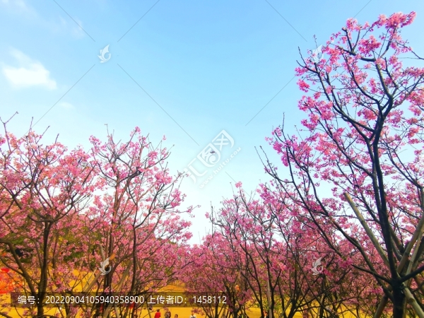 桃花