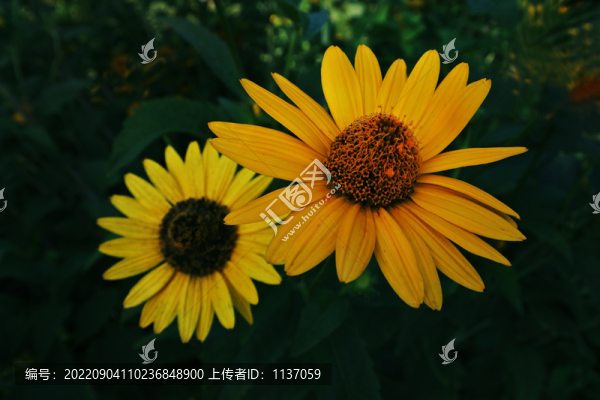 盛開的金光菊