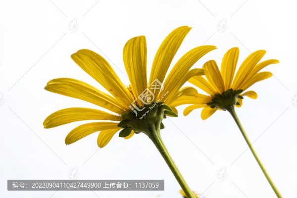 盛開的金光菊