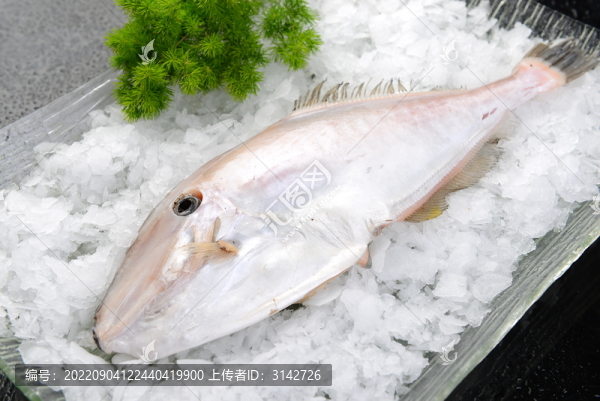 剝皮魚