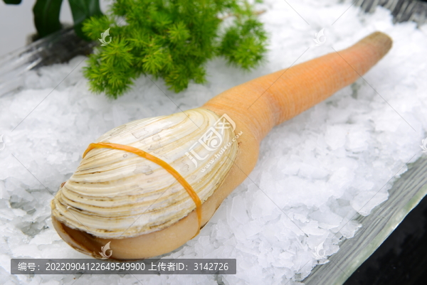 象拔蚌