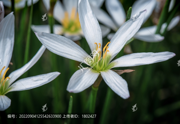 蔥蓮開花