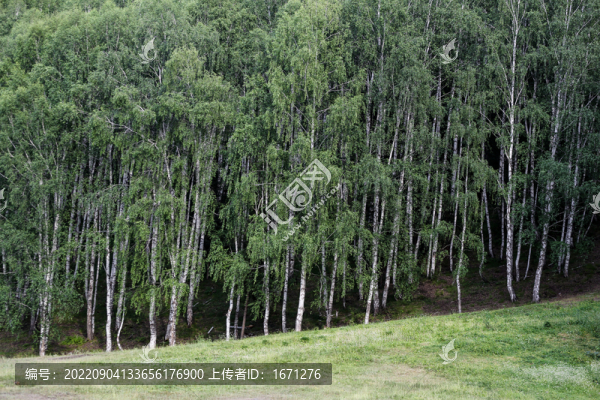 白樺林