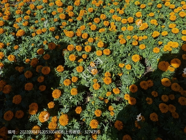 花叢