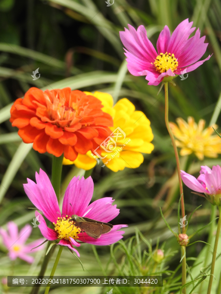 秋英花菊花