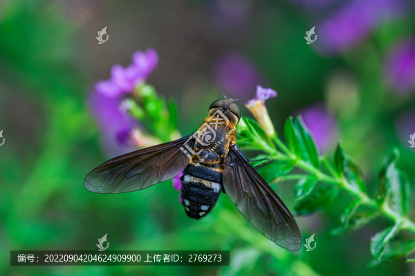 蜜蜂