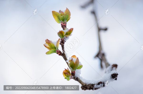 雪春融化海棠發(fā)芽